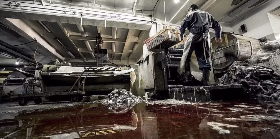 Để săn giết những con sói, Ion Maxsimovic giấu những chiếc bẫy dưới tuyết, chờ sói sập bẫy rồi bắn chết chúng. Theo Ion Maxsimovic, để thoát khỏi chiếc bẫy, nhiều con sói đã không ngần ngại hi sinh một chân của mình. (Nguồn Sina)