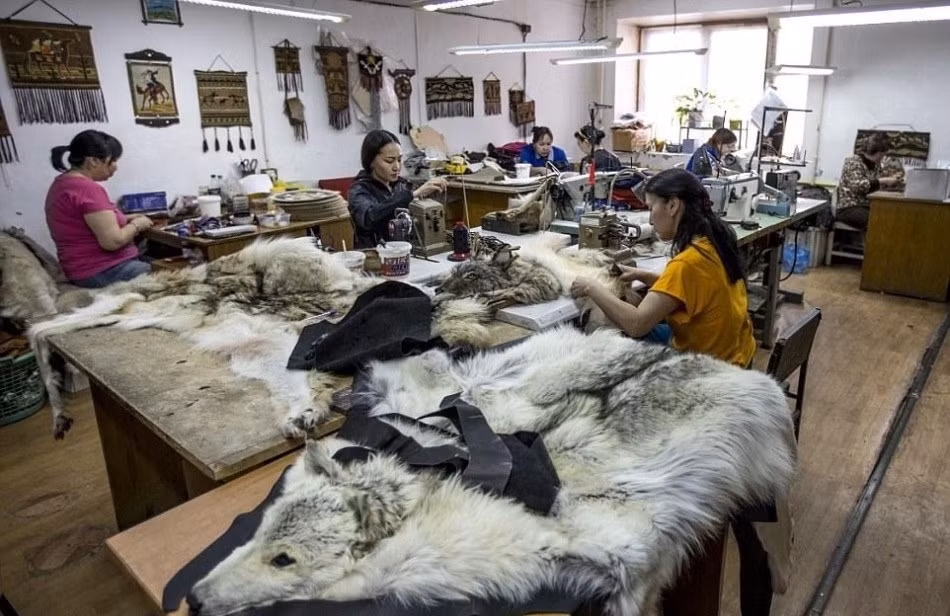 Sau khi chết, những con sói sẽ bị đông đá sau khoảng hai tiếng. Sau đó, chúng được rã đông và lột da. Bộ da sói được đưa tới nhà máy quốc doanh Sakha Bult ở Yakutia. Tại đây nhưng bộ lông sói sẽ được chế thành những nguyên liệu để làm những chiếc áo lông thú, chăn, thảm đắt tiền. (Nguồn Sina)