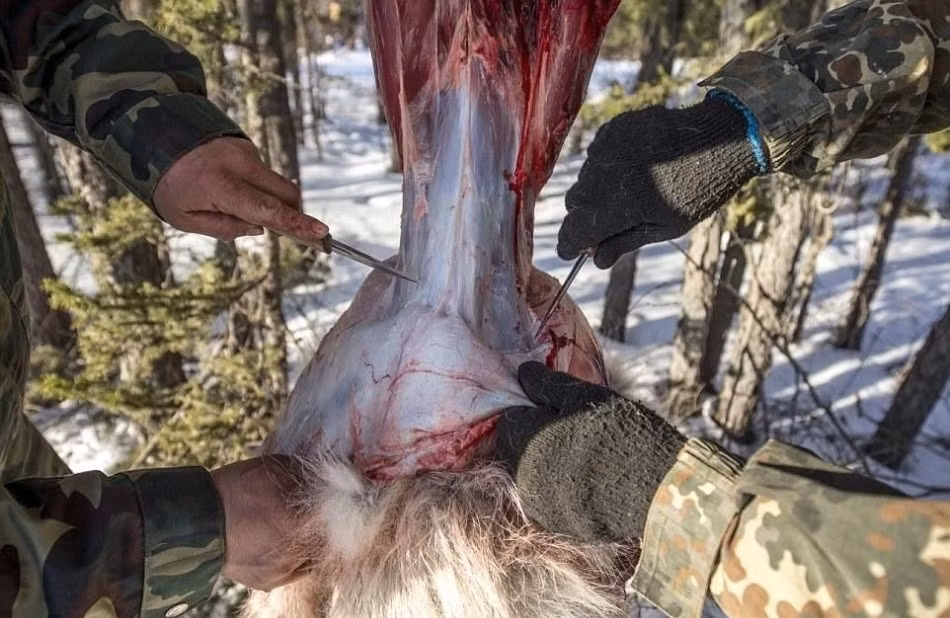 Đứng trước tình trạng dân số loài sói tăng đột biến, tại hội nghị thượng đỉnh Yakutia, người đứng đầu của nước Cộng hòa Yakutia, Yegor Borisov đã tuyên bố tình trạng khẩn cấp và vận động nhân dân thực hiện công cuộc "huyết tẩy loài sói", mỗi một con sói bị giết người dân sẽ nhận được 400USD, người giết được nhiều sói nhất có thể nhận được số tiền lên đến 6 con số. (Nguồn Sina)