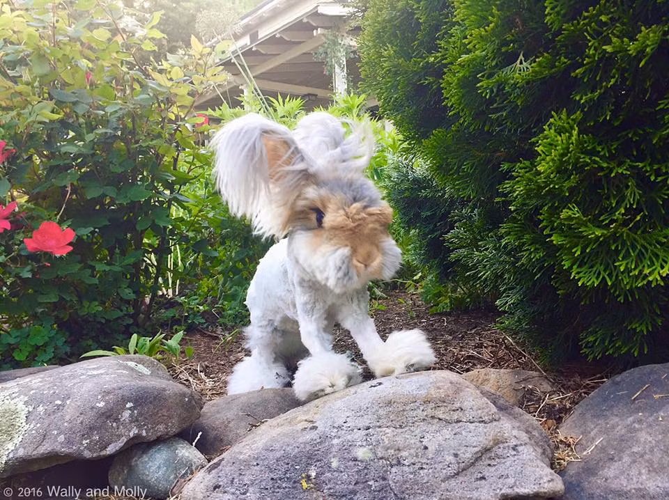 Theo chia sẻ của chủ nhân Molly, Suki được cô cứu về từ Trung tâm chăm sóc động vật lang thang cơ nhỡ ở New York. Lúc mới được cứu, Suki trong tình trạng tồi tệ, cơ bắp rất yếu và hầu như không thể di chuyển. Tuy nhiên khi được Molly nhận nuôi, chăm sóc cẩn thận, Suki hoàn toàn khôi phục.