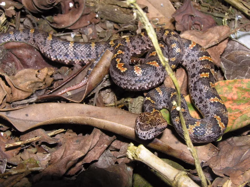 Thậm chí, rắn lục núi còn được mệnh danh là "Ông hoàng săn động vật máu nóng ở Việt Nam".