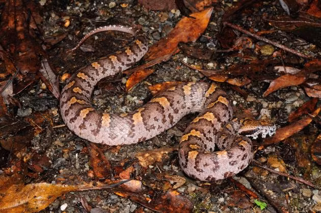 Dài chưa đầy 1m nhưng rắn lục núi thực sự là một trong những loài rắn đáng sợ nhất Việt Nam.