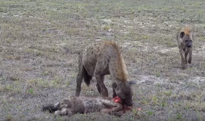 Thông thường, ngay cả khi ăn xác thối những con linh cẩu cũng sẽ ăn từ phần bụng. Chúng cắn thủng bụng con mồi để ăn nội tạng đầu tiên, sau đó mới róc thịt từ các phần cơ thể khác.