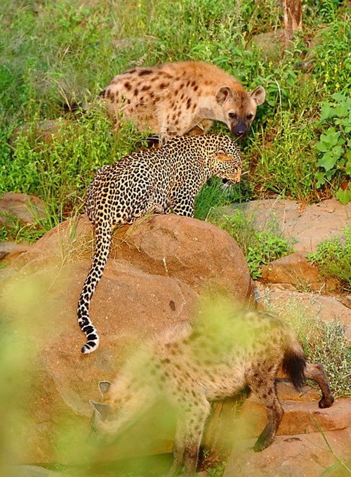 Đây cũng không phải lần đầu tiên những con linh cẩu có hứng thú với món đuôi báo. (Nguồn Africa Geographic)