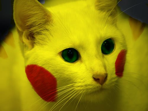 Khi kết hợp sự đáng yêu của mèo và sự dễ thương của Pikachu, con người sẽ không bao giờ có thể kháng cự được loài sinh vật này.