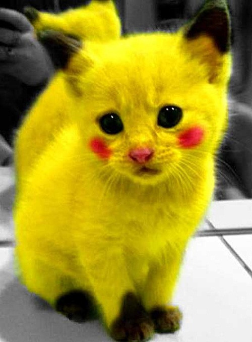 Nhiều người gọi những sinh vật Pikachu mèo này là động vật đáng yêu nhất thế giới.