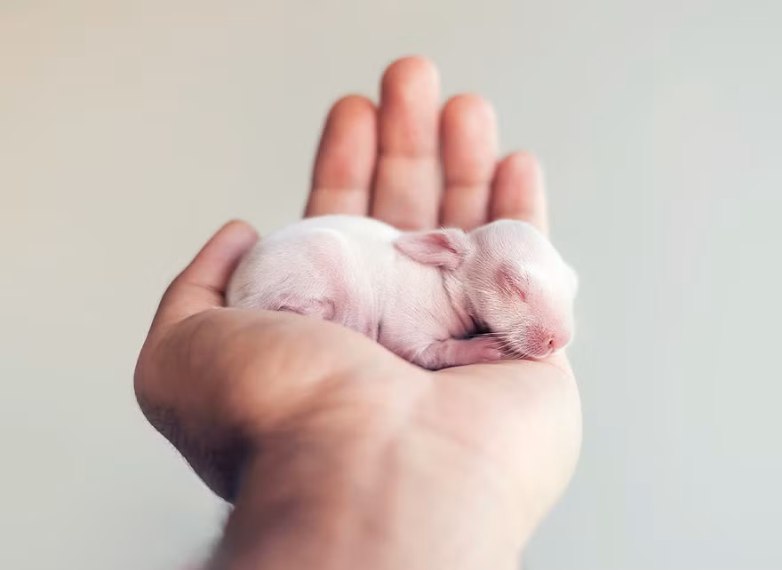 Từ lúc mới ra đời, chú thỏ con đã được Ashraful hết sức chiều chuộng, chăm bẵm, ghi lại những khoảnh khắc đáng nhớ trong từng giai đoạn trưởng thành. (Nguồn Bored Panda)