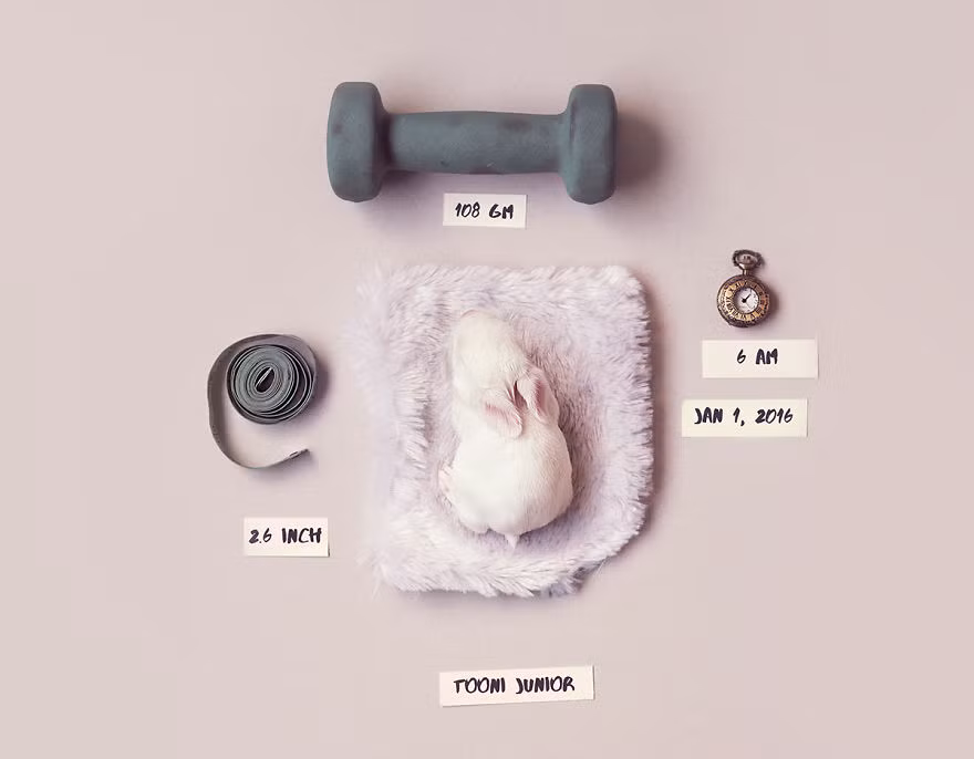 Có niềm đam mê bất tận với động vật đặc biệt là loài thỏ, nhiếp ảnh gia Ashraful Arefin ở Dhaka, Bangladesh đã khiến người xem rung động với những hình ảnh cực đáng yêu về một bé thỏ sơ sinh, con của con thỏ cưng Tooni mà Ashraful sở hữu. (Nguồn Bored Panda)