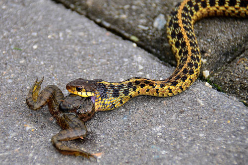 Hầu hết những con rắn dù độc hay không độc đều thích món thịt của các loài lưỡng cư. (Nguồn Dailymail)