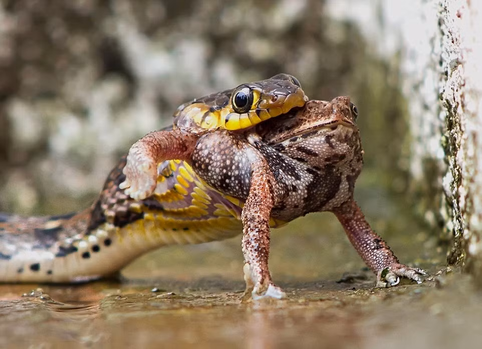 Chỉ trong một thời gian cực ngắn, con rắn độc đói bụng nuốt chửng hoàn toàn con ếch mà không gặp bất cứ trở ngại hay phản kháng nào. (Nguồn Dailymail)