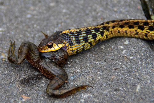 Đối với chúng, việc săn giết gia tộc lưỡng cư bao gồm các loài cóc, ếch, nhái, bén, chão chuộc... rất dễ dàng, không mất công siết mồi, chỉ cần tốc độ và sự chính xác, chắc chắn chúng sẽ có cái ăn. (Nguồn Dailymail)