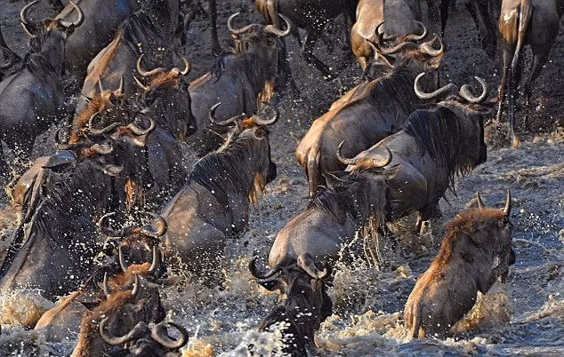 Kể cả khi thoát khỏi hàm cá sấu, linh dương đầu bò vẫn có thể bị chết đuối do cá sấu tấn công, do chen lấn. Ngoài cá sấu, linh dương đầu bò cũng phải đối mặt với những kẻ thù khác như sư tử, linh cẩu... luôn đón lõng phía trên bờ bên kia.