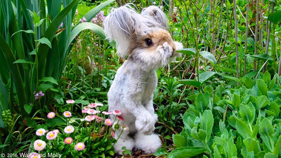 Khởi đầu của Wally và Suki không hề tốt đẹp, Wally ghen tị với tình yêu mà cô chủ dành cho Suki và ra sức tấn công, gây chuyện với Suki khi Suki có ý muốn làm quen bắt chuyện. Chú thỏ đẹp trai lạnh lùng thường nằm trên sàn nhà và lườm nàng thỏ Suki như một con sư tử nhìn kẻ thù của mình.