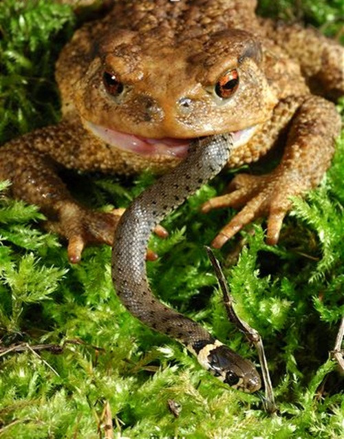 Cận cảnh một con cóc khổng lồ nhai nát rắn vẫn còn sống trong miệng.