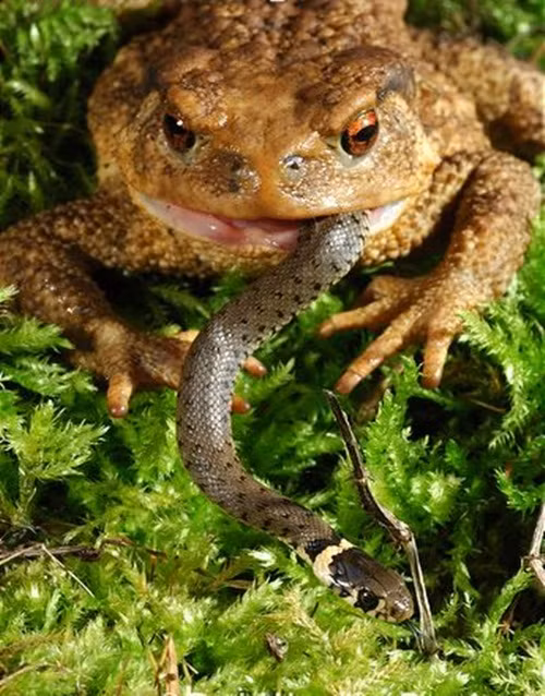 Cận cảnh một con cóc khổng lồ nhai nát rắn vẫn còn sống trong miệng.