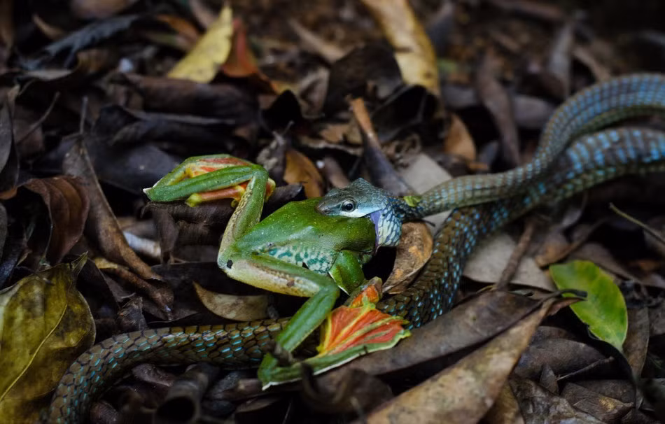 Nhiếp ảnh gia nghiệp dư Subhash Radhakrishnan ở Bangalore, Ấn Độ trong một lần ghé thăm rừng rậm ở Kerala đã ghi lại được những hình ảnh ngoạn mục khi một con rắn nhỏ cắn nuốt ếch cây. Vì cơ thể nhỏ bé mà con rắn phải rất nỗ lực để nuốt chửng con mồi.
