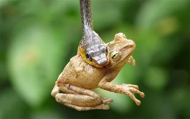 Trong thiên nhiên hoang dã, họ hàng lưỡng cư như cóc, ếch, nhái... là bữa lót dạ ưa thích của loài rắn.