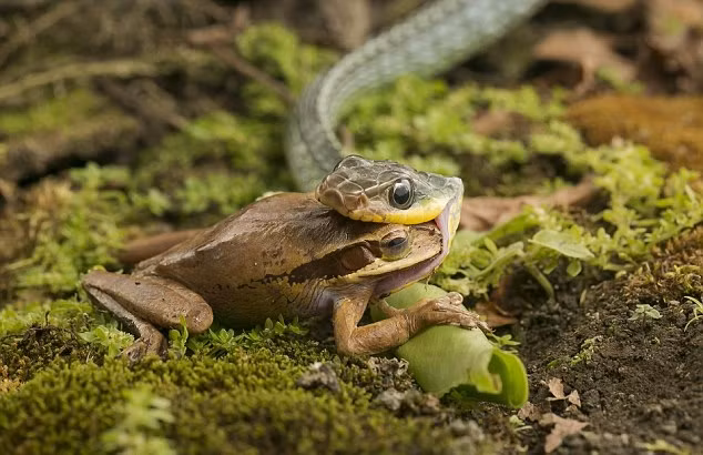 Ếch tuy có khả năng bật nhảy tốt nhưng một khi bị rắn khống chế sẽ phản kháng yếu ớt, không đáng kể. Việc này giúp rắn dễ dàng tiêu hóa những con ếch hơn.