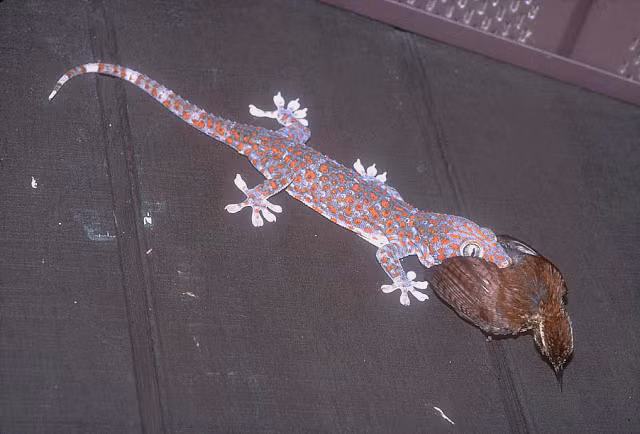 Ngoài việc săn giết các loài động vật sinh sống dưới mặt đất, thằn lằn còn gây ngạc nhiên khi chúng săn giết cả những con chim, loài động vật có lợi thế bay lượn, không dễ gì thất thủ trước thằn lằn.