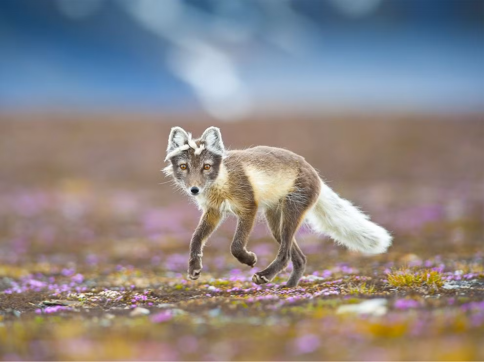 Bởi số lượng thành viên trong gia đình luôn luôn đông đúc nên loài cáo tuyết Bắc cực đã "gửi" một lượng lớn các chất dinh dưỡng vào đất xung nơi chúng sinh sống. Chất dinh dưỡng đó là sự tổng hợp các loại chất thải của cả gia đình cáo tuyết như nước tiểu, phân và những xác con mồi, thức ăn thừa.