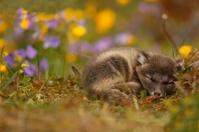Cáo Bắc cực, tên khoa học là Vulpes lagopus, còn có tên cáo trắng hay cáo tuyết, là một loài cáo nhỏ có nguồn gốc từ vùng Bắc cực ở Bắc bán cầu và thường sống tại quần xã ở đài nguyên Bắc cực.