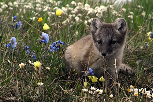 Không chỉ làm cho Bắc cực đẹp hơn, cáo tuyết cũng thúc đẩy môi trường trong sạch bằng cách tạo ra sự đa dạng thực vật lớn hơn, từ đó động vật ăn cỏ có thể được hưởng lợi trong một thời gian ngắn vào mùa hè.
