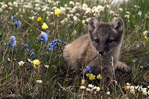 Không chỉ làm cho Bắc cực đẹp hơn, cáo tuyết cũng thúc đẩy môi trường trong sạch bằng cách tạo ra sự đa dạng thực vật lớn hơn, từ đó động vật ăn cỏ có thể được hưởng lợi trong một thời gian ngắn vào mùa hè.