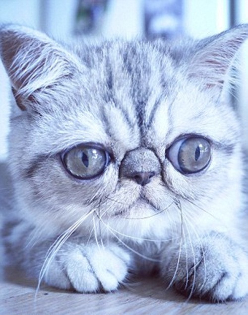 Đôi mắt của Herman lớn đến nỗi ngay cả khi đi ngủ, chú mèo con đáng yêu này cũng không thể đóng lại hoàn toàn mí mắt của mình. (Nguồn Dailymail)