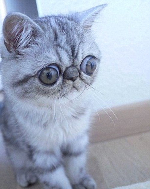 Vốn dĩ Herman sở hữu đôi mắt to lạ kỳ nên chú mèo này sẽ mang gương mặt ngạc nhiên, hoảng sợ vĩnh viễn. (Nguồn Dailymail)