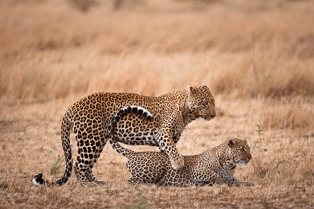 Suốt thời gian đó, chúng sẽ liên tục giao phối để đảm bảo xác xuất thụ thai thành công cao nhất. (Nguồn Sina)