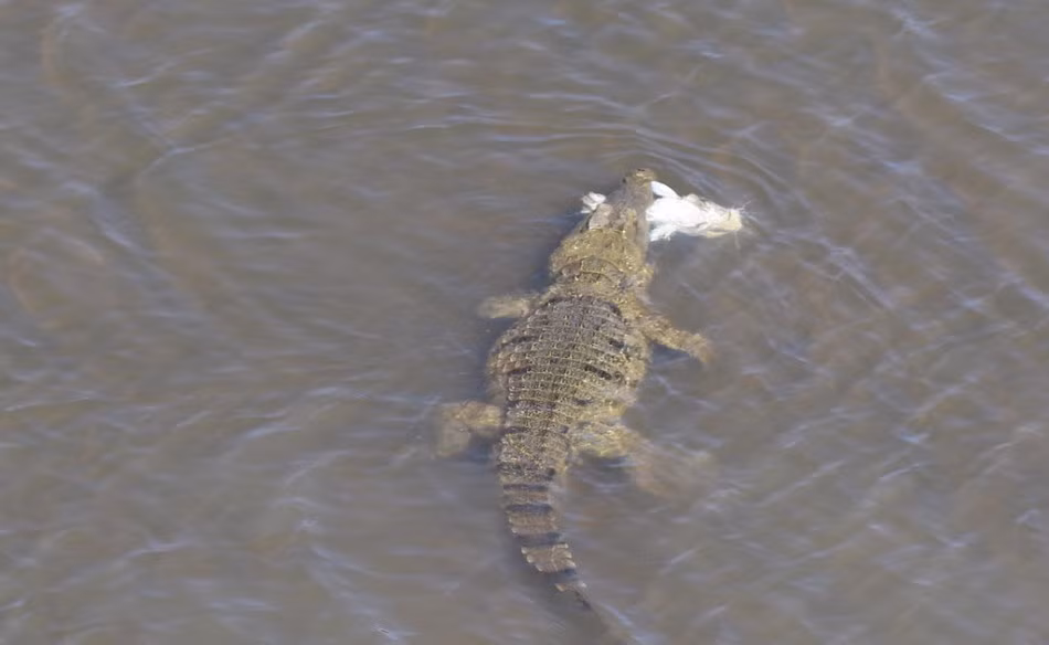 Trong công viên quốc gia Zimbabwe, cá sấu khổng lồ vô cùng vui vẻ vì bắt được một con cá to để lót dạ mà không ngờ rằng, miếng mồi ngon của nó đang bị một con ưng biển hung hăng rình mò. (Nguồn Sina)