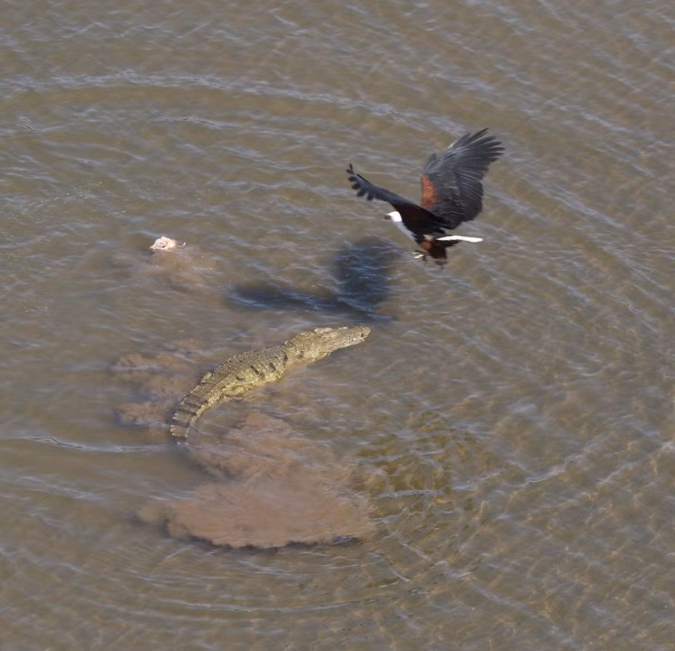 Có thể vì quá đói, ưng biển quyết định liều mạng, lao thật nhanh xuống trước đầu cá sấu và dùng móng vuốt sắc nhọn hất tung con cá trong miệng của cá sấu ra. (Nguồn Sina)