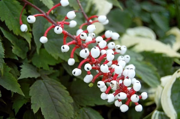 Tuy vậy, chất độc trong quả mắt búp bê lại hoàn toàn vô tác dụng đối với loài chim. Những con chim có thể thoải mái tận hưởng quả ngọt trên cây và sau đó vô tư phát tán hạt giống hộ loài cây tử thần này.