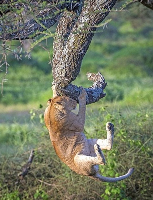 Không chỉ thế, những con sư tử con cũng bị hành động vụng về của mình làm cho xấu mặt. Trong ảnh là một con sư tử con ngủ trưa quá lâu, bị cả đàn bỏ lại trên cây phải tự tìm cách xuống.