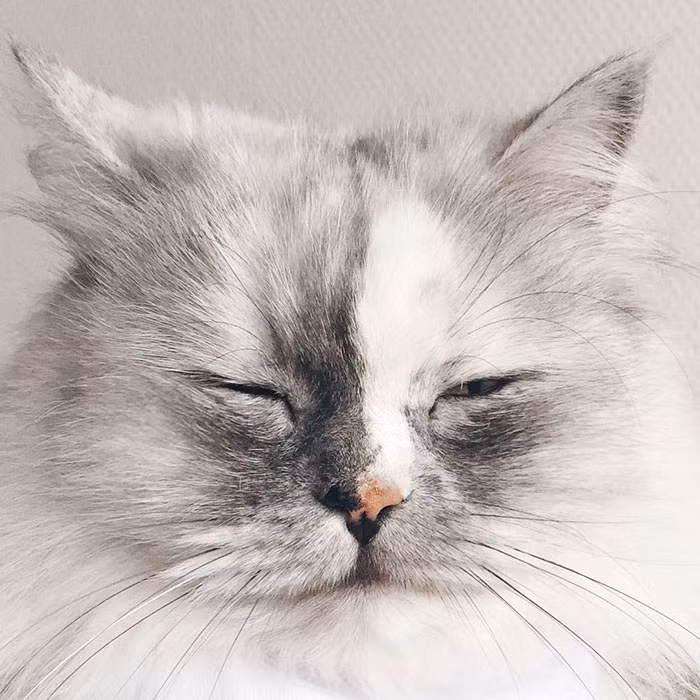 Alice cũng ưa du lịch như chủ nhân Yara của mình, cô mèo kiêu ngạo này đã sống tại 4 quốc gia (Arabia Saudi, Đức, Hà Lan, Anh) và thích ứng rất nhanh với vùng đất mà mình đặt chân tới. (Nguồn Bored Panda)