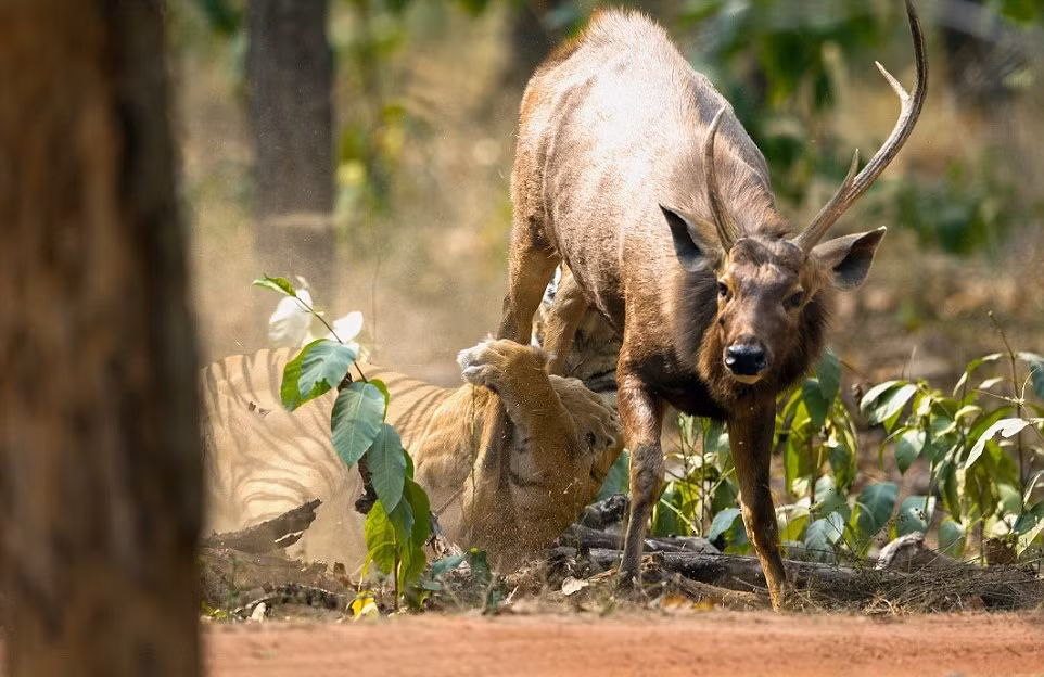 Khi Sudhir và đoàn du khách băng qua một con đường nhỏ trong khu bảo tồn, họ được chứng kiến cảnh tượng đặc sắc khi hổ vằn đuổi giết một con nai Sambar. (Nguồn Dailymail)