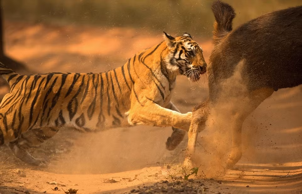 Cực hiếm có động vật ăn cỏ hiền lành nào khi rơi vào nanh vuốt của những con hổ, loài động vật được mệnh danh là chúa tể rừng già, lại có thể bình tĩnh chiến đấu ngoan cường như nai Sambar. (Nguồn Dailymail)