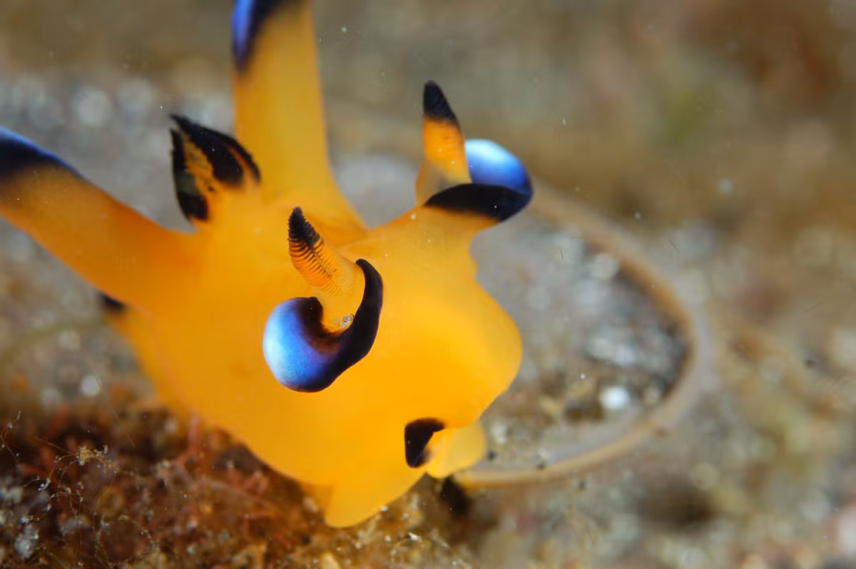 Không những miễn dịch với chất độc của sứa mà những chú sên biển còn lợi dụng chính độc tố này để làm vũ khí tự vệ cho mình bằng cách chuyển chúng tới các gai nhọn trên thân mình.