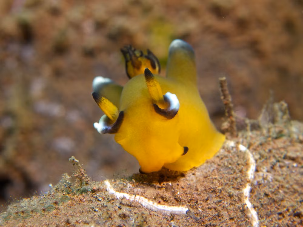 Tại Nhật Bản, quê hương của sên biển Thecacera Pacifica, loài động vật này còn được gọi là Pikachu biển.