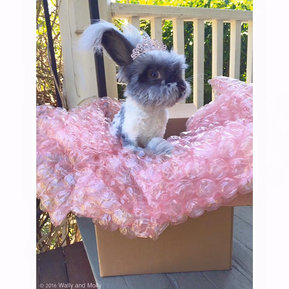 Suki khá ngại ngùng khi được chụp ảnh, không giống với Wally hoàn toàn tự tin tạo dáng khi cô chủ Molly hướng camera về phía mình.