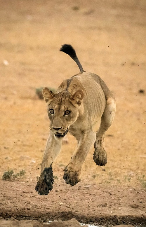 Đã nhìn thấy hố nước từ phía xa nhưng sư tử hiếu thắng nhất quyết không chịu đi đường vòng. Nó tự tin rằng với sức bật của mình có thể an toàn sang bờ bên kia mà không dính một hạt nước.