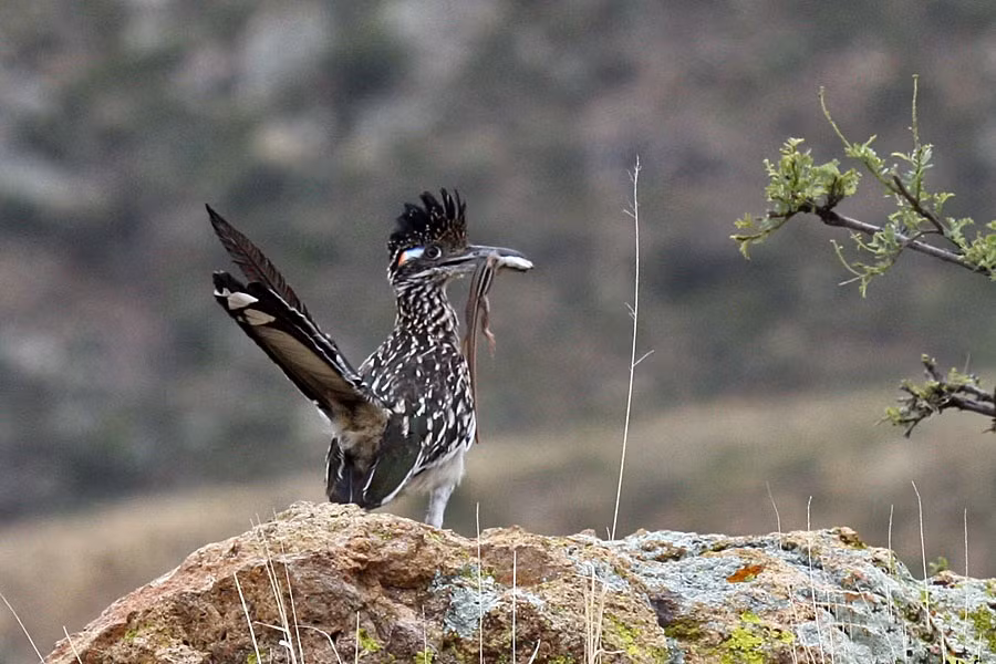 Chúng cũng bị những con chim lớn săn giết và là món ăn yêu thích của những con chim mỏ sừng dài.