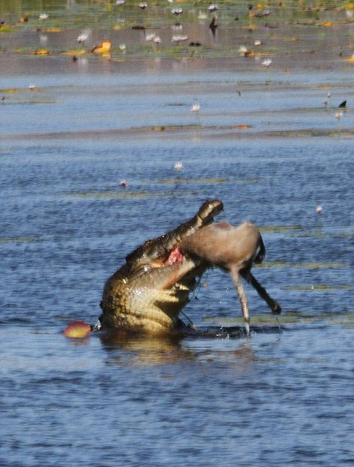 Donna Drexler, một cư dân ở Gunbalanya, thuộc Bắc Úc đã vô tình ghi lại được khoảnh khắc ngoạn mục khi một con cá sấu khổng lồ nhai nuốt chuột túi wallaby trong thời gian cực ngắn. (Nguồn Sina)