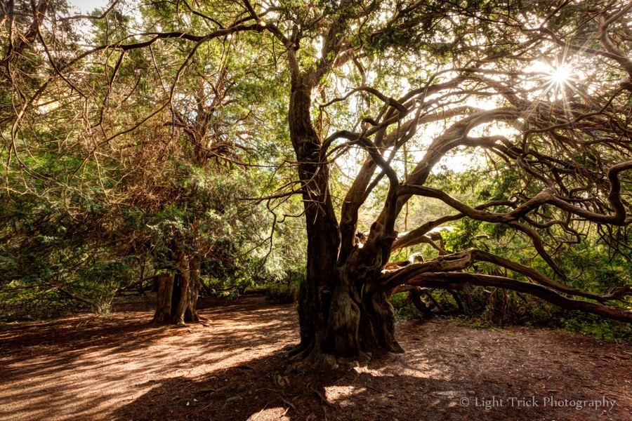 Thực chất, khu rừng phù thủy ở Kingley Vale là một trong những khu rừng thanh tùng lớn nhất, tuyệt vời nhất ở Tây Âu.(Nguồn Amusing Planet)