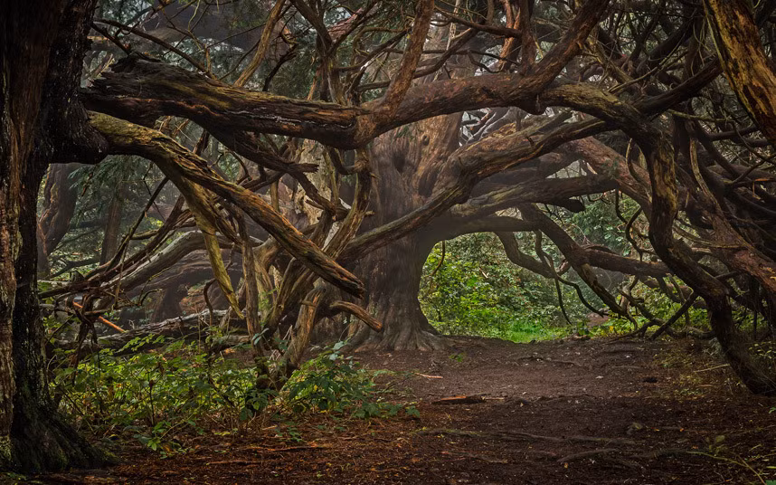 Hiện,sự tồn tại của những cây thanh tùng Kingley Vale là rất quý hiếm bởi phần lớn những cây thanh tùng cổ ở khắp châu Âu đã bị đốn hạ sau thế kỷ 14 khi con người ưa thích những chiếc gậy được làm từ gỗ thanh tùng thẳng vân, một loại gỗ được cả hoàng gia chú ý. (Nguồn Amusing Planet)