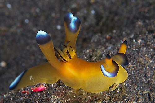 Khó có thể tưởng tượng được, loài động vật có vẻ ngoài đáng yêu, xinh đẹp nhường này lại là loài ăn thịt, thức ăn của chúng là những con sứa độc.