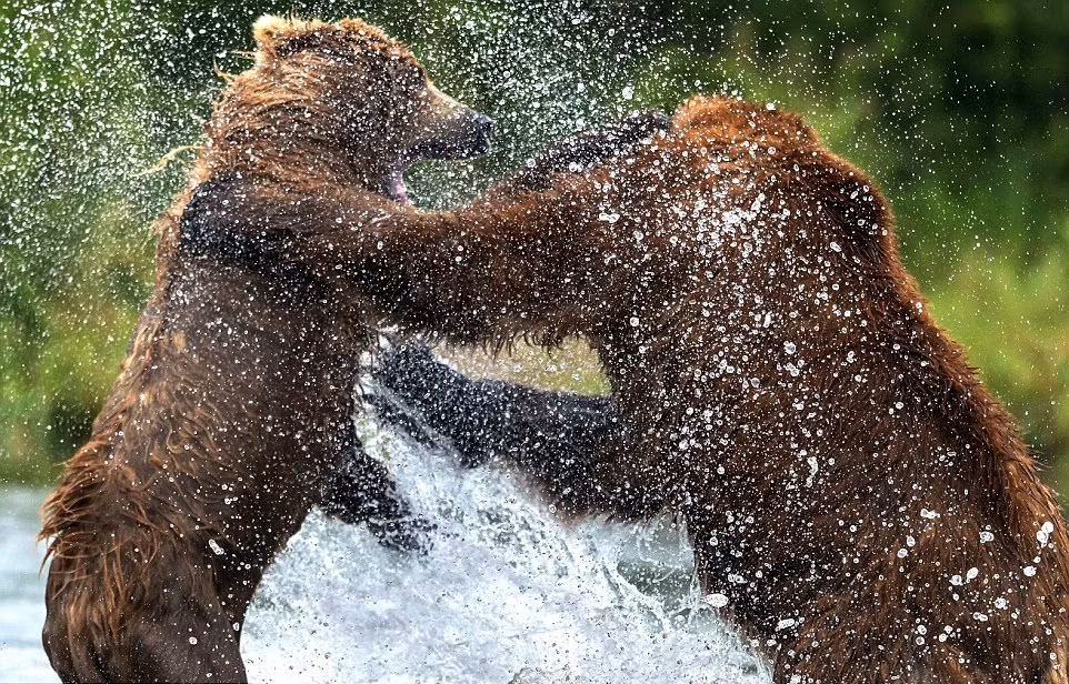 Hai con gấu nâu khổng lồ đứng ở ngay miệng hồ, vị trí dòng chảy đổ và hồ, nơi mà những con cá hồi bắt buộc phải vượt qua nếu muốn vào hồ và sinh sản. Chính vì thế, đây là vị trí đắc địa nhất, chỉ có những con gấu khỏe nhất, dũng mãnh, ác liệt nhất mới có quyền đứng ở đó.