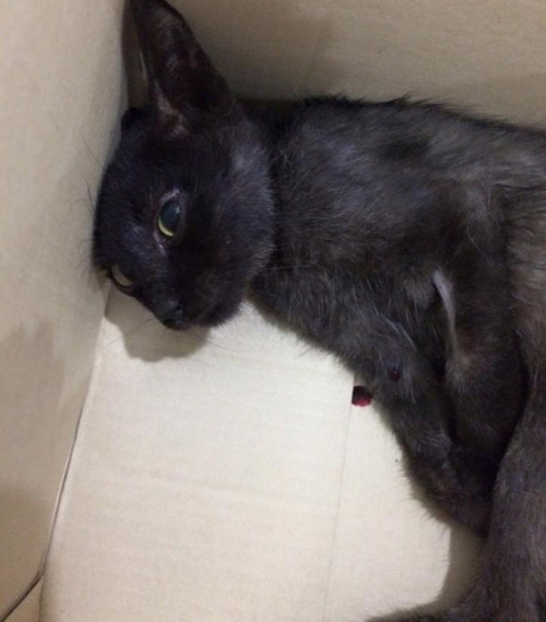 Bo doi meo liet 1 thang con than nhien mong no chet-Hinh-2