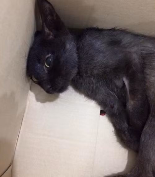 Bo doi meo liet 1 thang con than nhien mong no chet-Hinh-2