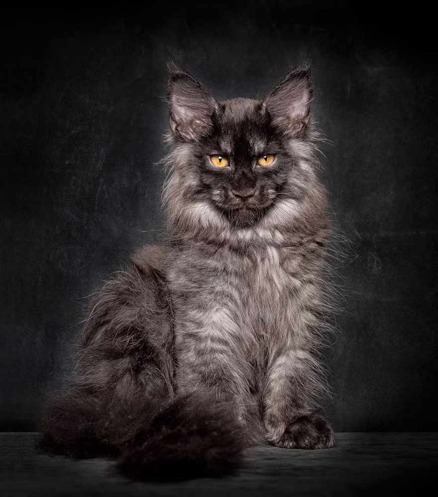 Nhiều cá thể Maine Coon tỏ ra thích nước, một số ý kiến cho rằng đặc tính này bắt nguồn từ việc tổ tiên của chúng thường xuyên ở trên tàu trong các chuyến hải hành. Một tính cách nổi bật khác của Maine Coon là hay kêu, bao gồm việc kêu meo meo để trả lời, trò chuyện với chủ. (Nguồn Bored Panda)